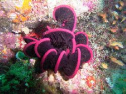 Taken in Maldives with Sea&Sea 5000G, YS25 strobe. Pink?? by Kutay Davudoglu 
